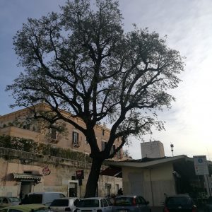 Tre alberi di Bisceglie inseriti nell’elenco degli alberi monumentali della Regione Puglia