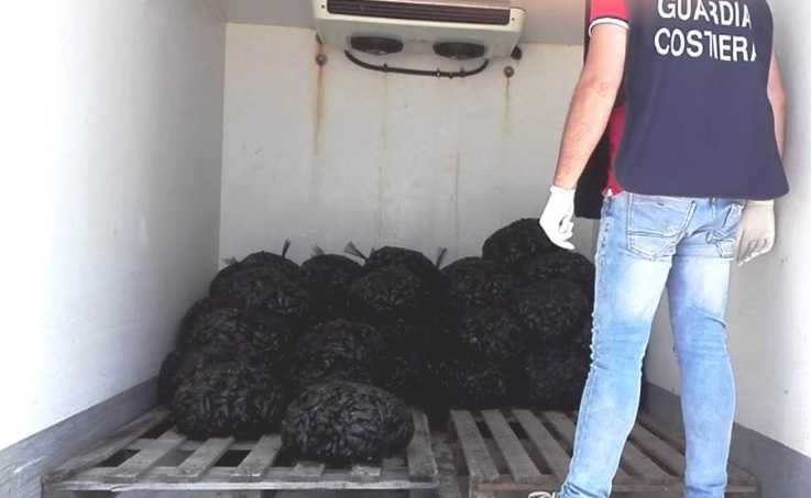 Cozze allevate in mare con diossina destinate al mercato ittico di Bisceglie, sequestrate due tonnellate