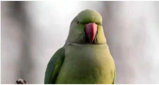 Quanti pappagallini rinselvatichiti ci sono a Bisceglie? Al via il censimento per il monitoraggio