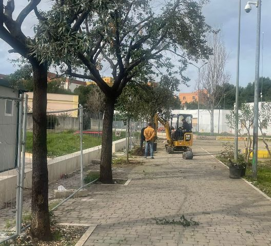 Verde pubblico, il Comune di Bisceglie al lavoro con trattamenti, potature e nuove piantumazioni