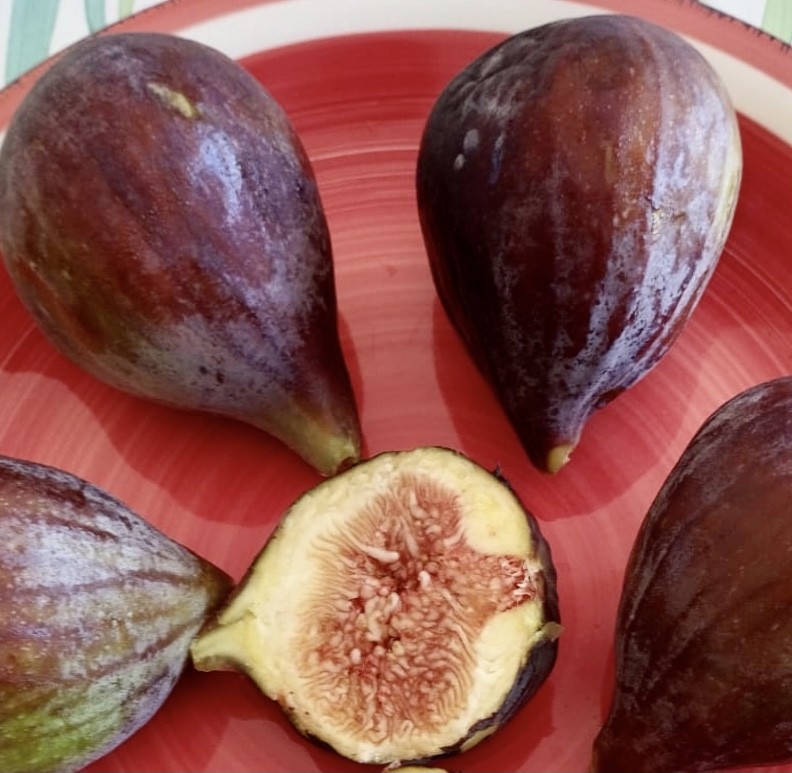 A Terlizzi il convegno sul Fiorone “Domenico Tauro”, l’adesione del Club per l’Unesco di Bisceglie