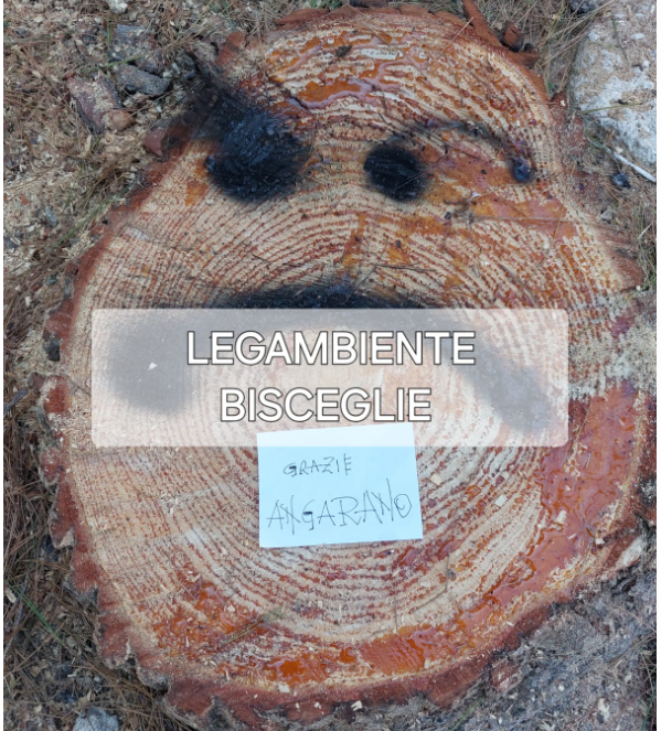 Come i ladri, che agiscono quando le guardie distolgono lo sguardo, stamattina hanno abbattuto l’albero in Viale Calace