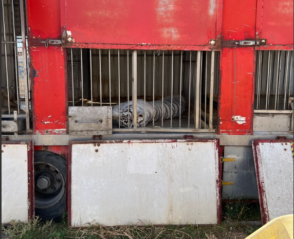 Vietare l’arrivo dei circhi in città, la proposta di Tommy Di Pinto è ferma da un anno