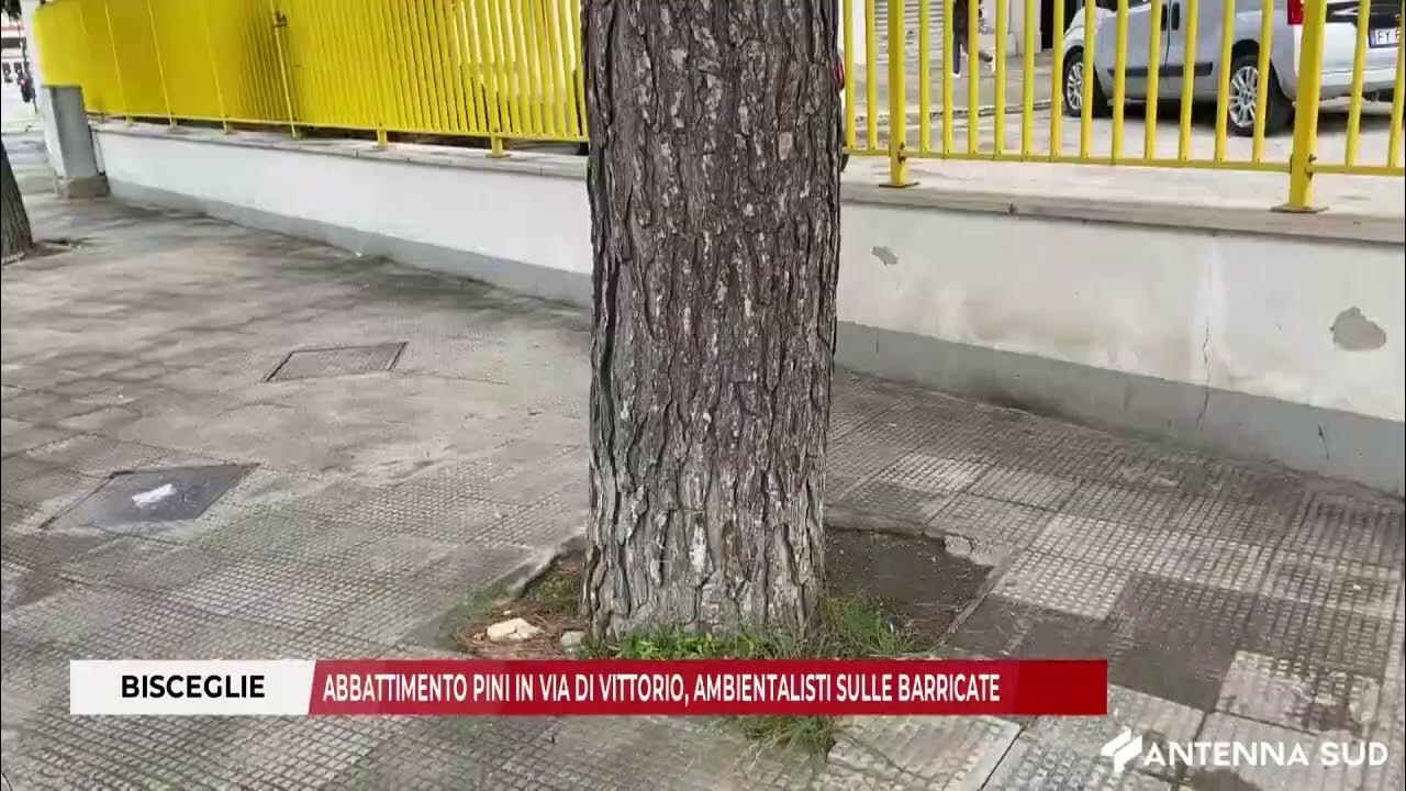 Pini di Via Di Vittorio, Pro Natura: l’assessora Monterisi si faccia da parte